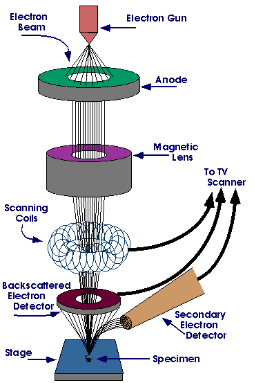 Diagram of scanning electron microscope.